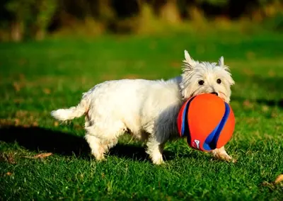 Chuckit Kick Fetch voetbal S 12,5 cm – drijvend hondenspeelgoed - Afbeelding 5