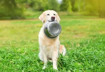 Happy Pet voerbak RVS 16,5 cm – vaatwasserbestendig - Afbeelding 2
