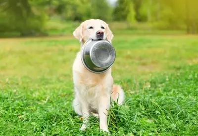 Happy Pet voerbak RVS 29 cm – roestvrij en vaatwasserbestendig - Afbeelding 4