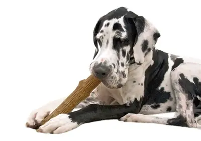 Petstages Dogwood Durable Stick L bruin 20 cm – hondenspeelgoed - Afbeelding 4