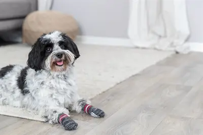 Trixie antislipsokken hond grijs M-L – 2 stuks - Afbeelding 3
