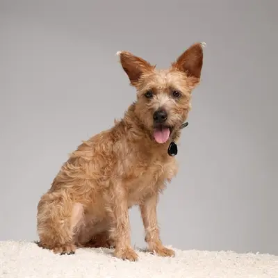 Tickless teek- en vlooienafweer hond en kat zwart – ultrasoon, geurloos - Afbeelding 5