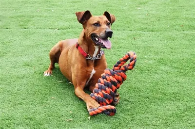 Happy Pet Nuts For Knots Extreme Tugger 8-vormig 55 cm – grijs/oranje - Afbeelding 6