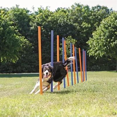 Trixie Dog Activity agility slalom blauw/oranje 115 x 3 cm – 12 stangen - Afbeelding 5