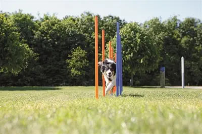 Trixie Dog Activity agility slalom blauw/oranje 115 x 3 cm – 12 stangen - Afbeelding 6
