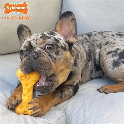 Nylabone Dura Chew Cheese Bone kauwspeeltje kaassmaak – tot 16 kg - Afbeelding 6
