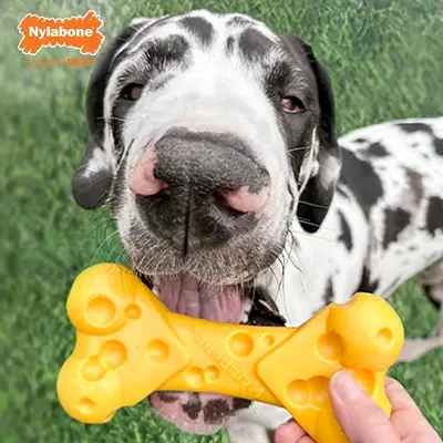 Nylabone Dura Chew Cheese Bone kauwspeeltje kaassmaak – tot 23 kg - Afbeelding 6