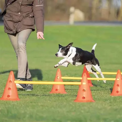 Trixie Dog Activity hordenset 2 stuks – 6 pionnen, verstelbaar - Afbeelding 4