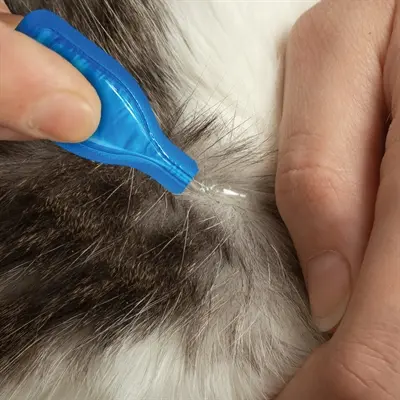 Beaphar Fiprotec kat 3+1 pipetten – tegen vlooien en teken, vanaf 1 kg - Afbeelding 8