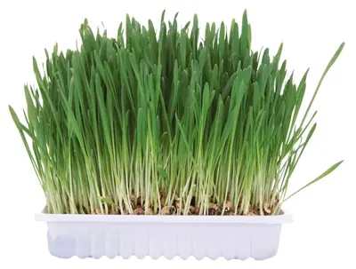 Trixie knaagdiergras 100 g – zaden om zelf te kweken