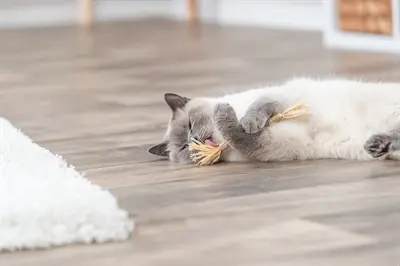 Trixie kattenspeelgoed matatabi stokje met franjes 24 cm - Afbeelding 5