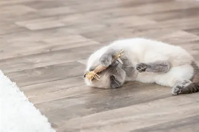 Trixie kattenspeelgoed matatabi stokje met franjes 24 cm - Afbeelding 6