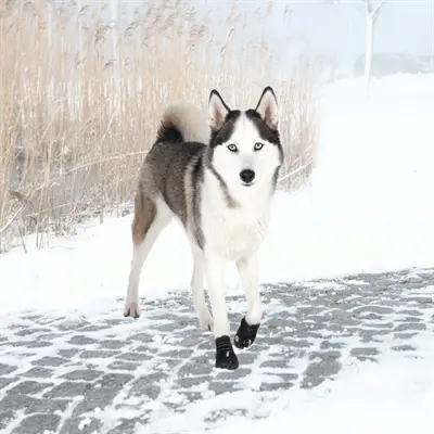 Trixie pootbescherming Walker Active zwart L-XL – hondenschoenen, 2 stuks - Afbeelding 10