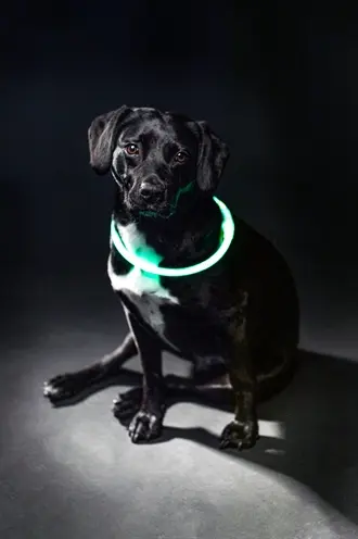 Trixie lichtgevende halsband Flash Light groen L-XL 65 x 0,8 cm - Afbeelding 8