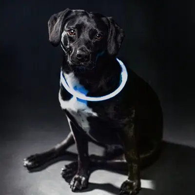 Trixie lichtgevende halsband Flash Light blauw L-XL 65 x 0,8 cm - Afbeelding 6
