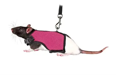 Trixie softtuig met riem voor ratten 12-18 cm x 120 cm – assorti - Afbeelding 4