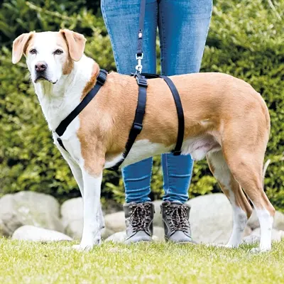 Trixie paniektuig Stay zwart 32-45 cm – neopreen, verstelbaar - Afbeelding 4