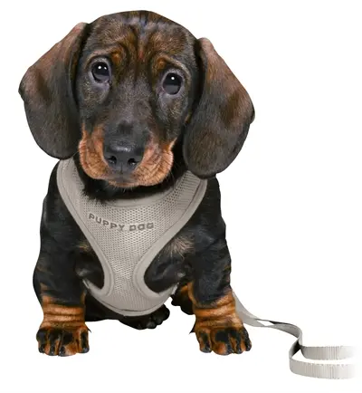 Trixie Junior puppytuig met riem lichtgrijs 26-34 x 1 cm - Afbeelding 4