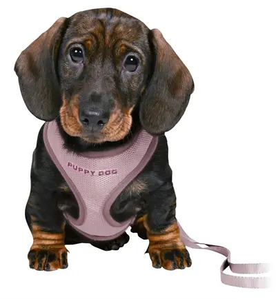 Trixie Junior puppytuig met riem lila 26-34 x 1 cm - Afbeelding 4