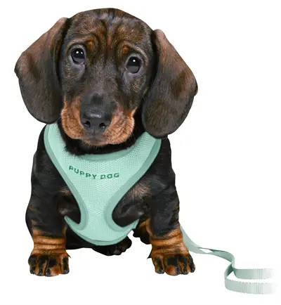 Trixie Junior puppytuig met riem mint 26-34 x 1 cm - Afbeelding 2