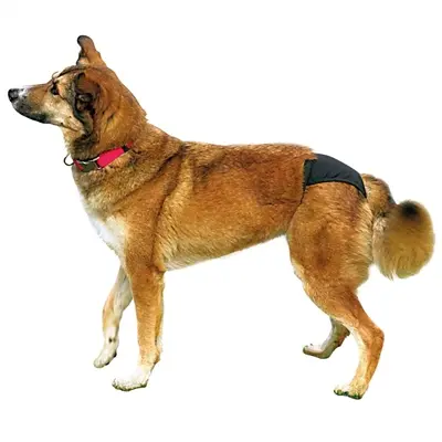 Trixie loopsheidsbroekje zwart S-M (32-39 cm) – verstelbaar - Afbeelding 4