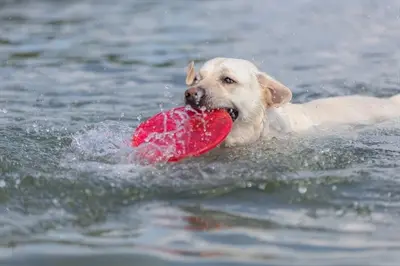Trixie Dog Disc drijvend TPR 22 cm – frisbee voor honden - Afbeelding 5