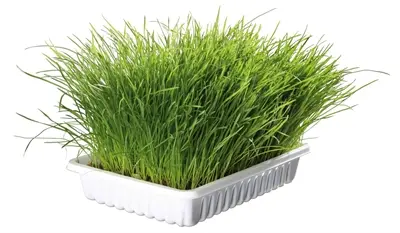 Trixie softgras bak 12 x 100 g – kattengras om zelf te kweken - Afbeelding 4