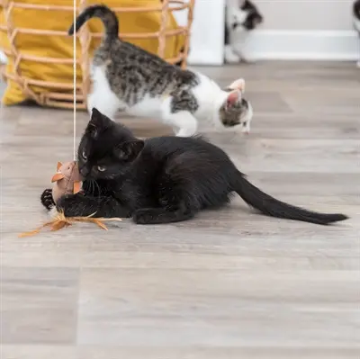 Trixie speelhengel muis met veren 50 cm – kattenhengel - Afbeelding 2