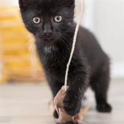 Trixie speelhengel muis met veren 50 cm – kattenhengel - Afbeelding 3