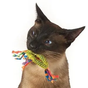 Catstages Catnip Dental Health Chew kattenspeelgoed 15 x 8 cm en 10 x 3 cm - Afbeelding 6