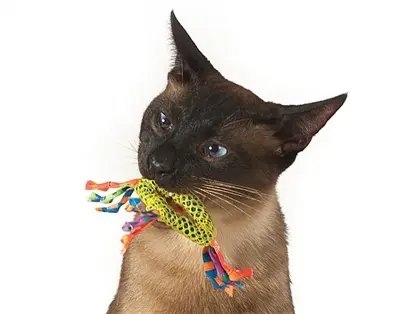 Catstages Catnip Dental Health Chew kattenspeelgoed 15 x 8 cm en 10 x 3 cm
