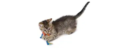 Catstages Catnip Dental Health Chew kattenspeelgoed 15 x 8 cm en 10 x 3 cm - Afbeelding 10