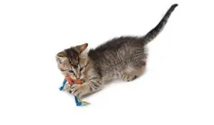 Catstages Catnip Dental Health Chew kattenspeelgoed 15 x 8 cm en 10 x 3 cm - Afbeelding 7