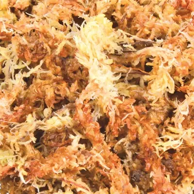 Trixie Reptiland veenmos tropisch 4 x 4,5 l – terrariumsubstraat - Afbeelding 4