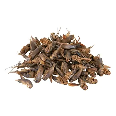 Trixie Reptiland krekels gedroogd 6 x 25 g – eiwitrijk reptielenvoer - Afbeelding 2