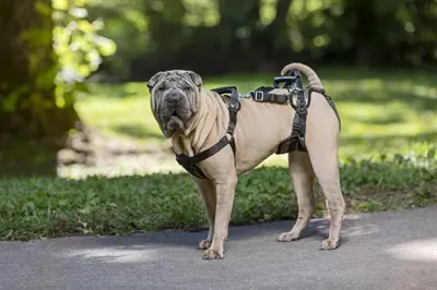 Petsafe Carelift full-body tuig Medium – voor en achter, 4 tilmethoden - Afbeelding 6
