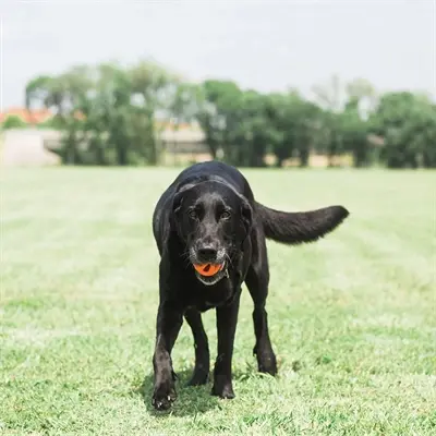 Chuckit Breathe Right Fetch Ball hondenbal M 6 cm – set van 2 - Afbeelding 9