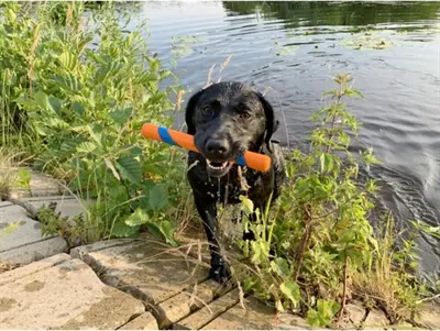 Chuckit Ultra Fetch Stick 28 cm – apporteerstok voor honden - Afbeelding 5