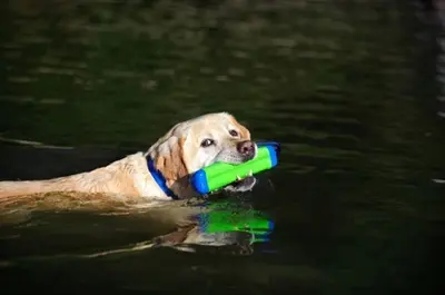 Chuckit Amphibious Bumper S – drijvend apporteerspeelgoed met touw - Afbeelding 7
