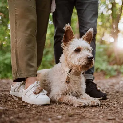 Tickless Eco tekenverjager voor mensen bruin – ultrasoon, zonder gifstoffen - Afbeelding 5