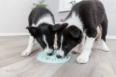 Trixie Junior likplaat mintgroen 21 x 21 cm – voor pups en kleine honden - Afbeelding 5