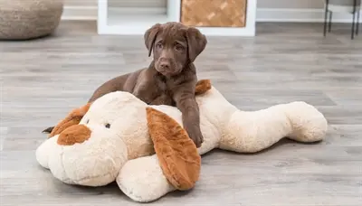 Trixie knuffelhond Benny pluche beige/bruin 75 cm – extra groot - Afbeelding 9