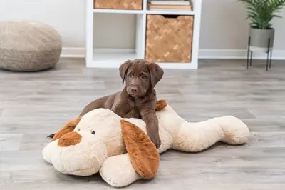 Trixie knuffelhond Benny pluche beige/bruin 75 cm – extra groot - Afbeelding 10