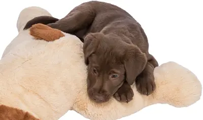 Trixie knuffelhond Benny pluche beige/bruin 75 cm – extra groot - Afbeelding 11