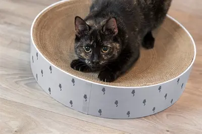 Trixie krabmand Lilly karton met catnip lichtgrijs 45 x 10 cm - Afbeelding 9