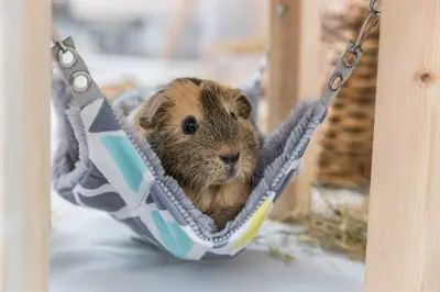 Trixie schuilhuisje Sunny met hangmat 28 x 28 x 24 cm – voor cavia's - Afbeelding 9