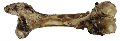 Petsnack Dinobot XXL 1 stuk – kluifbeen van 100% rund