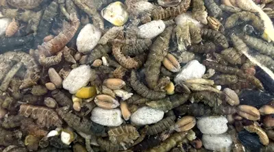 Utopia strooivoer met insecten 1,8 kg – luxe tuinvogelvoer - Afbeelding 4