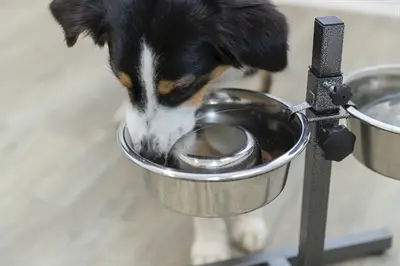Trixie slowfeeder RVS 17 cm 0,6 liter – antislip, voor honden - Afbeelding 7