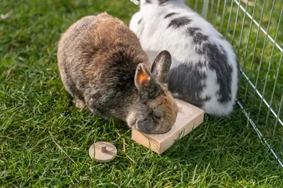 Trixie snack box 14 x 3 x 7 cm – onbehandeld hout, voor ratten en konijnen - Afbeelding 7
